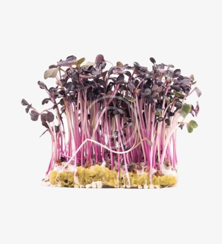 Grown bean seeds – Image 2