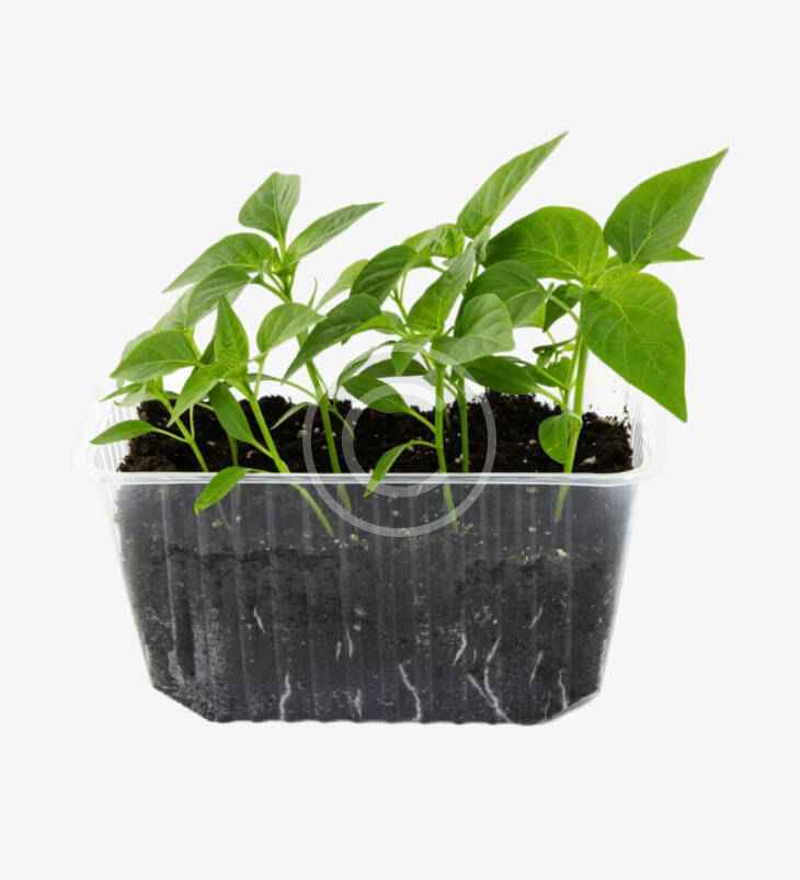 Sunflower microgreens – Image 2